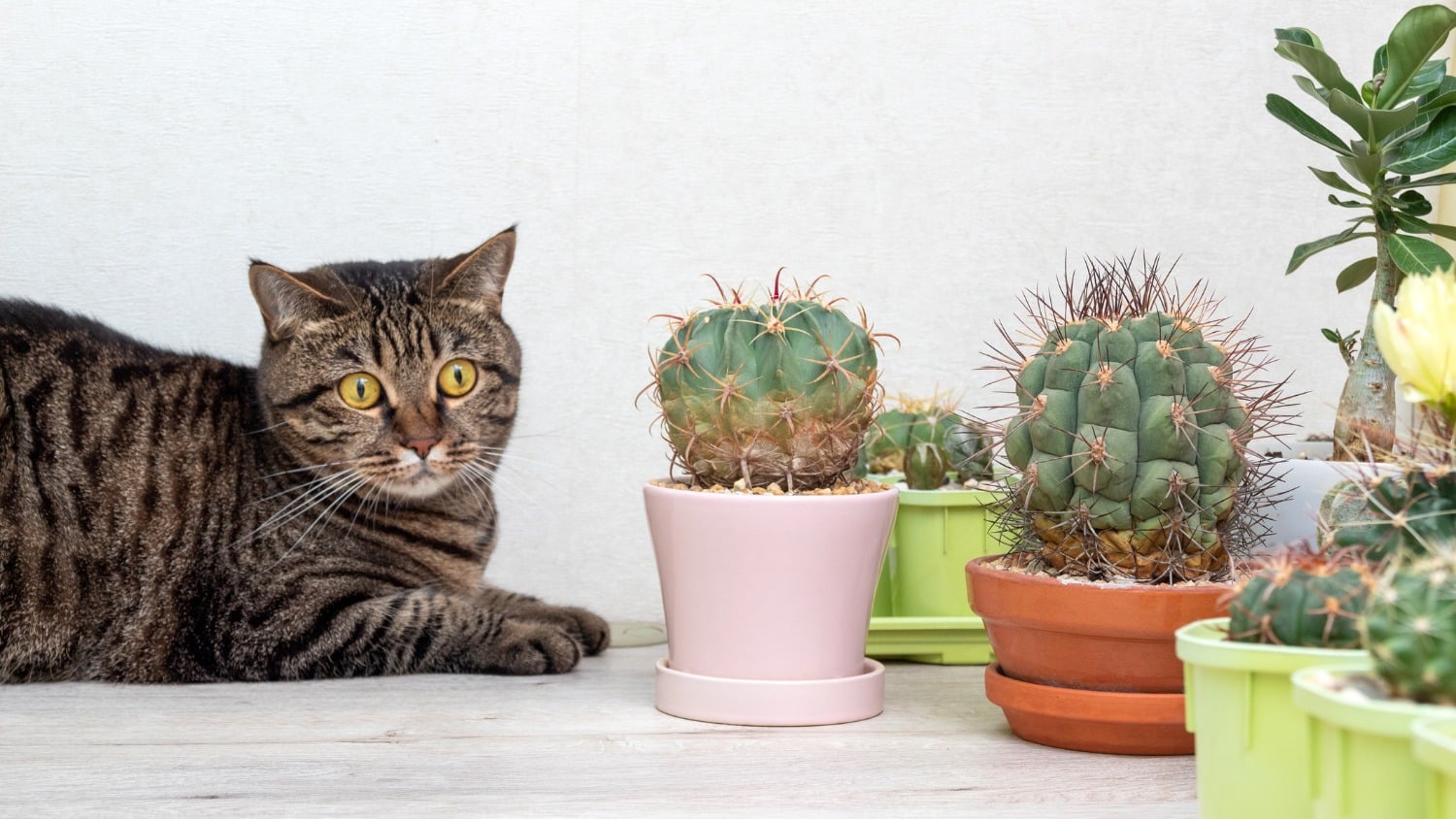 Falling on a Cactus  Impatience with Impatience | Sixty and Me